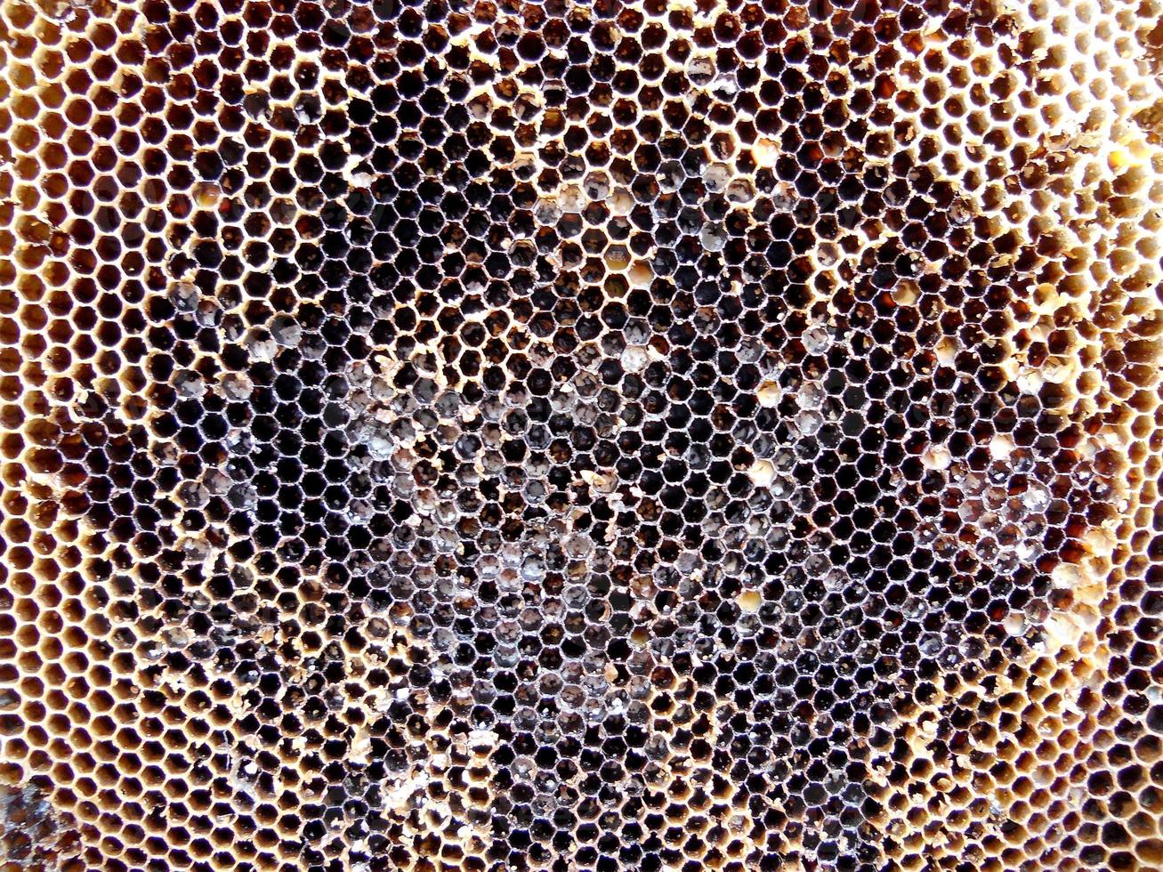 Background hexagon texture, wax honeycomb from a bee hive photo