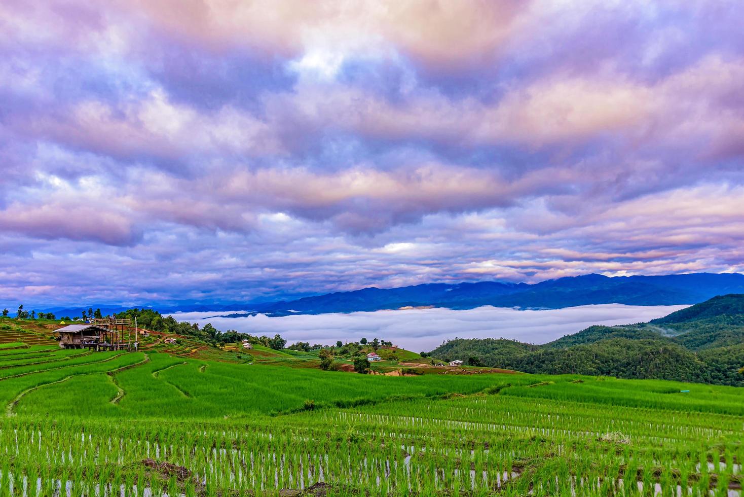 Campos de terrazas de arroz en la aldea de pa bong piang chiang mai, tailandia. foto