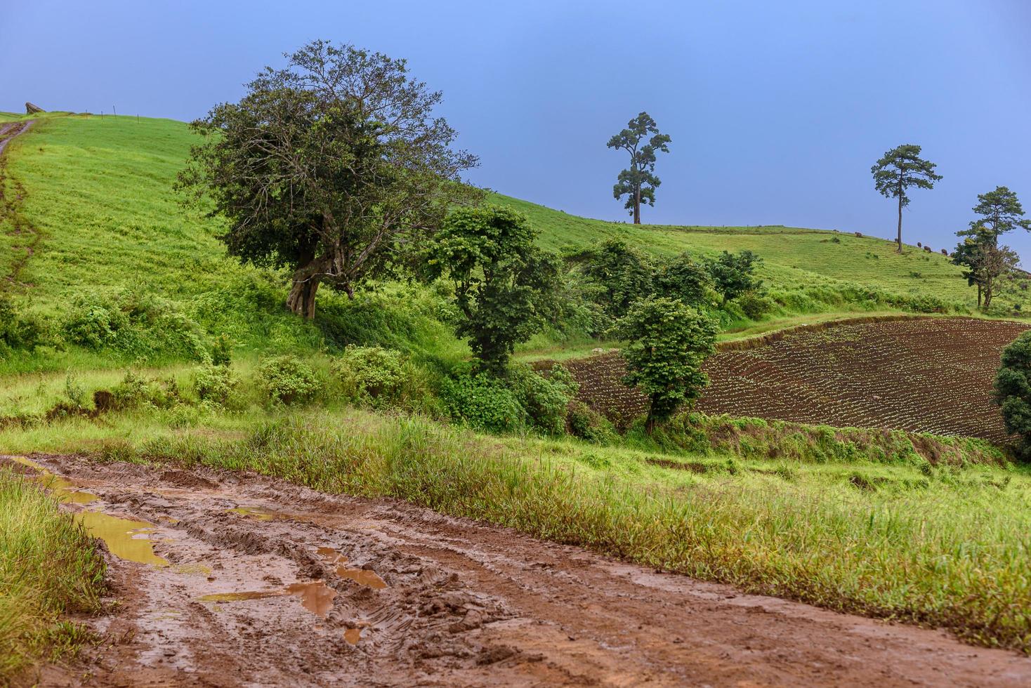 Tire tracks on a muddy road in the countryside 3088080 Stock Photo at