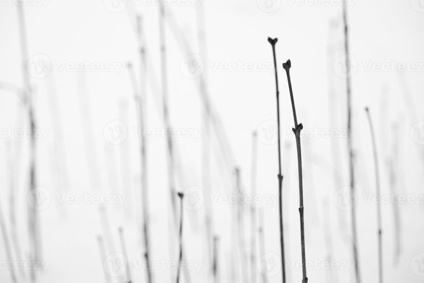 beautiful pattern stem line of plant bush in a cold winter snowfield photo