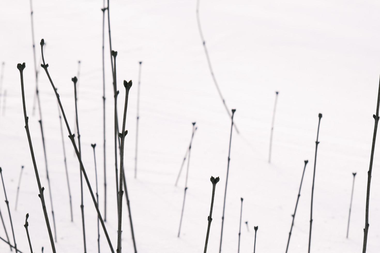 Hermoso patrón de línea de tallo de planta arbusto en un campo de nieve de invierno frío foto