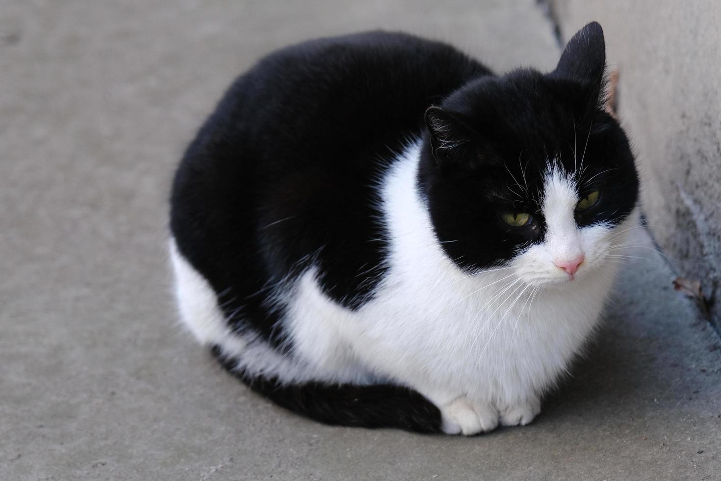 black and white tabby street cat with green eyes portrait close-up photo