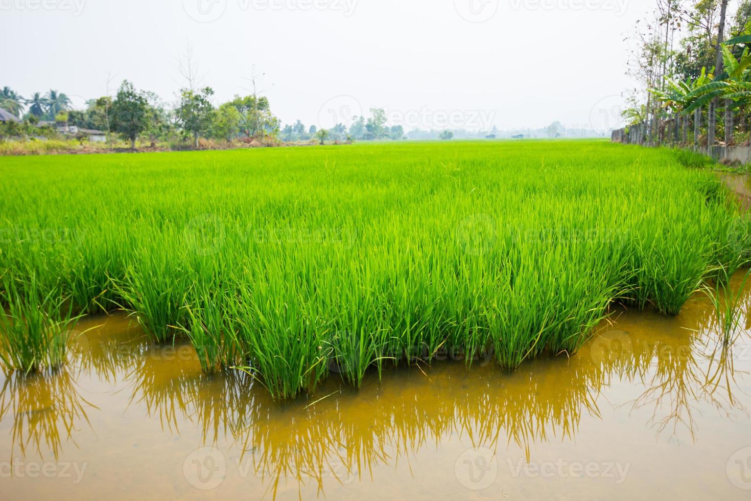 campo de arroz verde foto