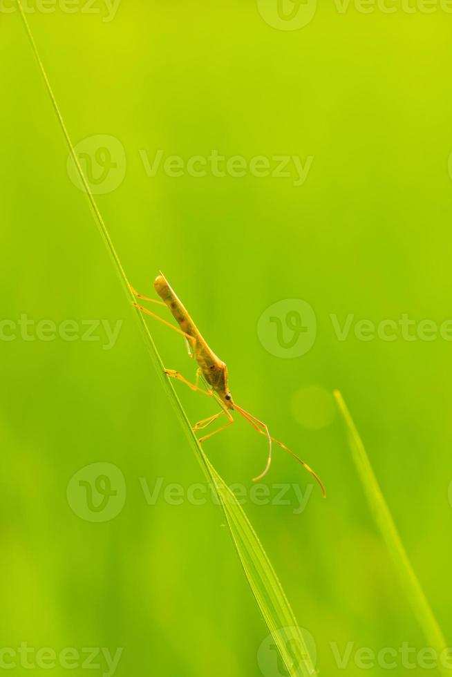 El insecto del arroz está trepando por la hoja de arroz, durante el día. foto