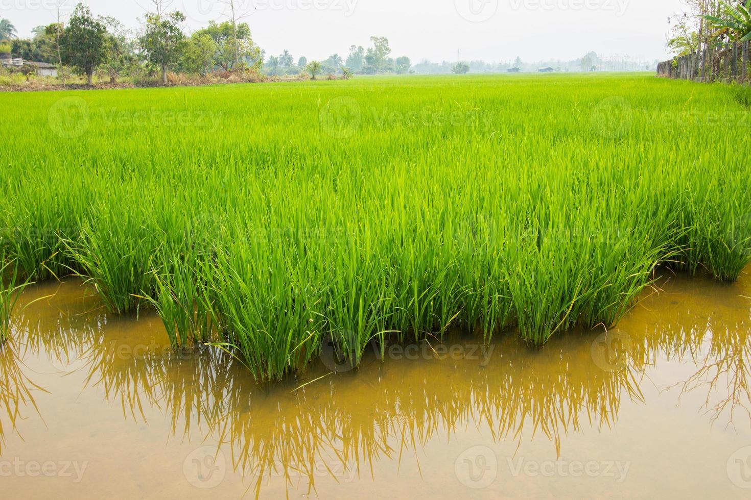 Paddy rice field at day time photo