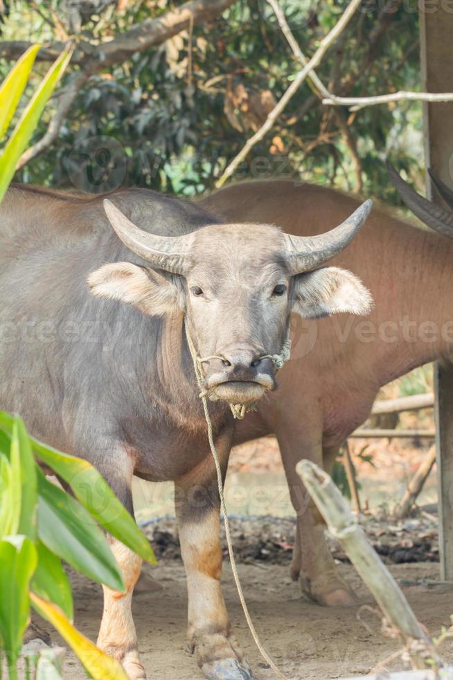 buffalo in thailand, plant foreground. photo