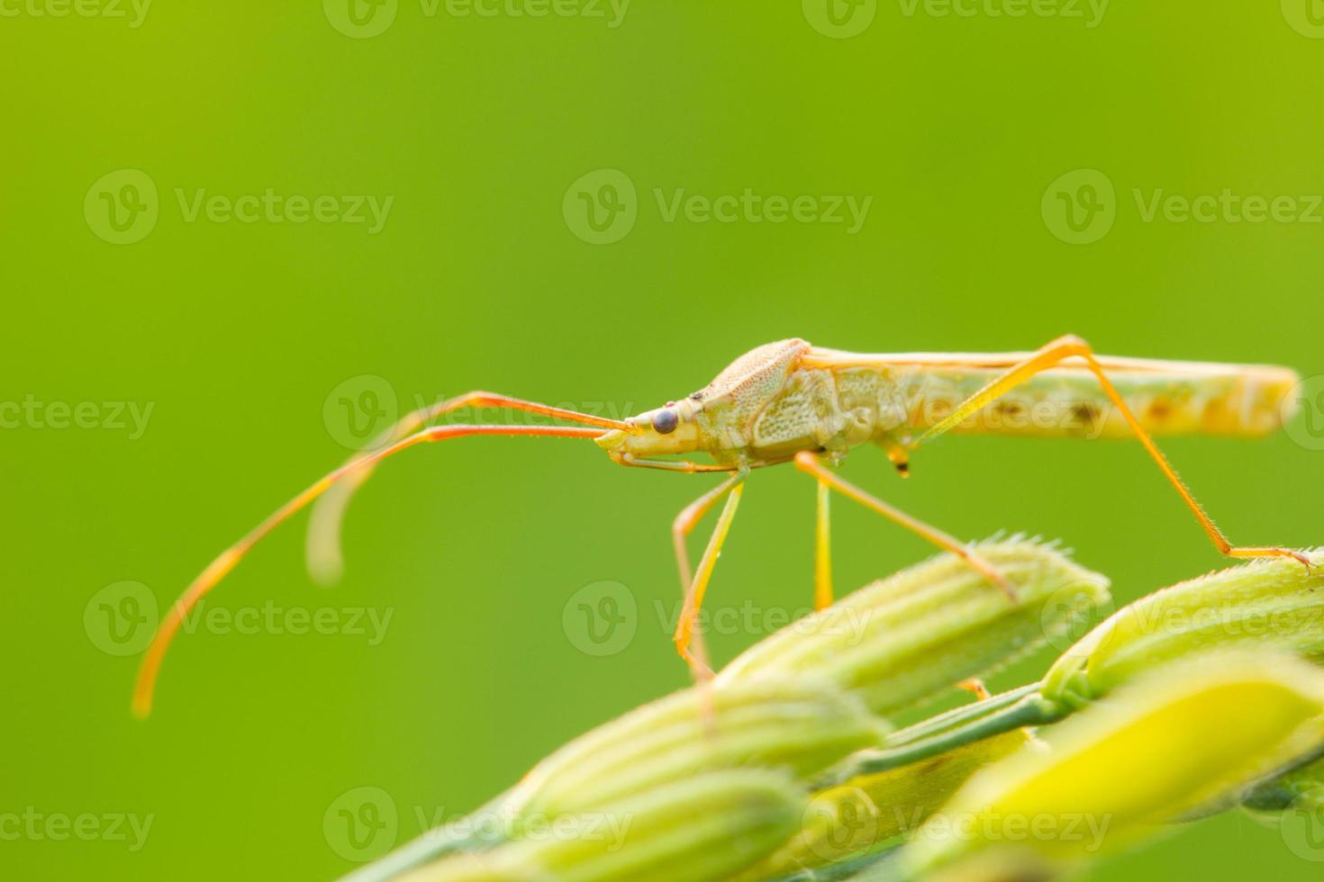 insecto en una espiga de arroz foto