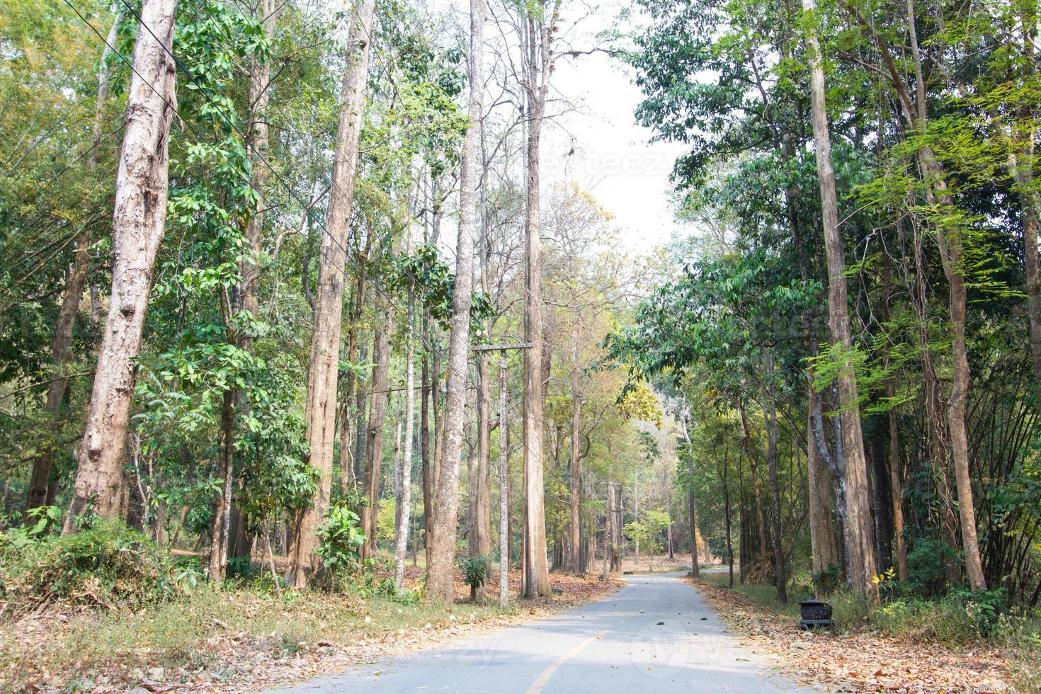 Fondo de primer plano de paisaje de camino forestal foto