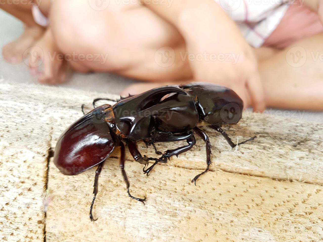 close-up rhinoceros beetle fighting on the wood log photo