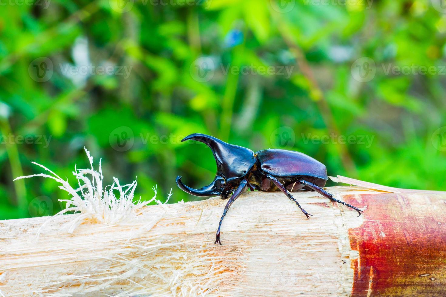 Thai rhinoceros beetle eating sugar cane photo