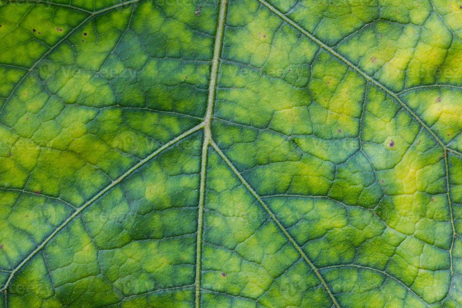 Abstract green leaf texture for background photo