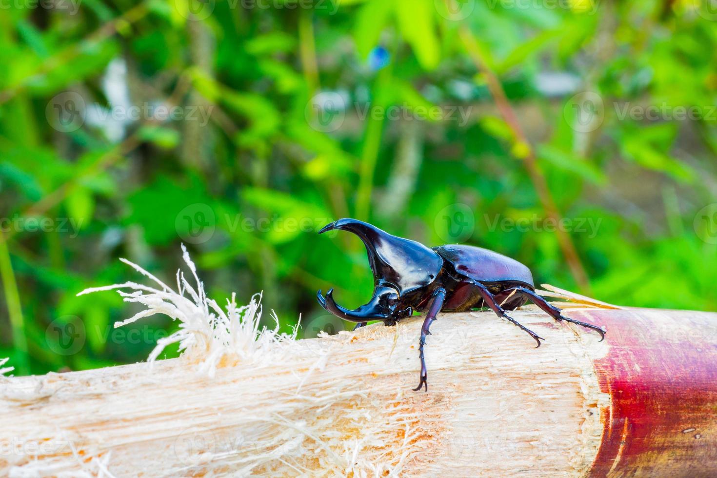 Escarabajo rinoceronte tailandés comiendo caña de azúcar foto