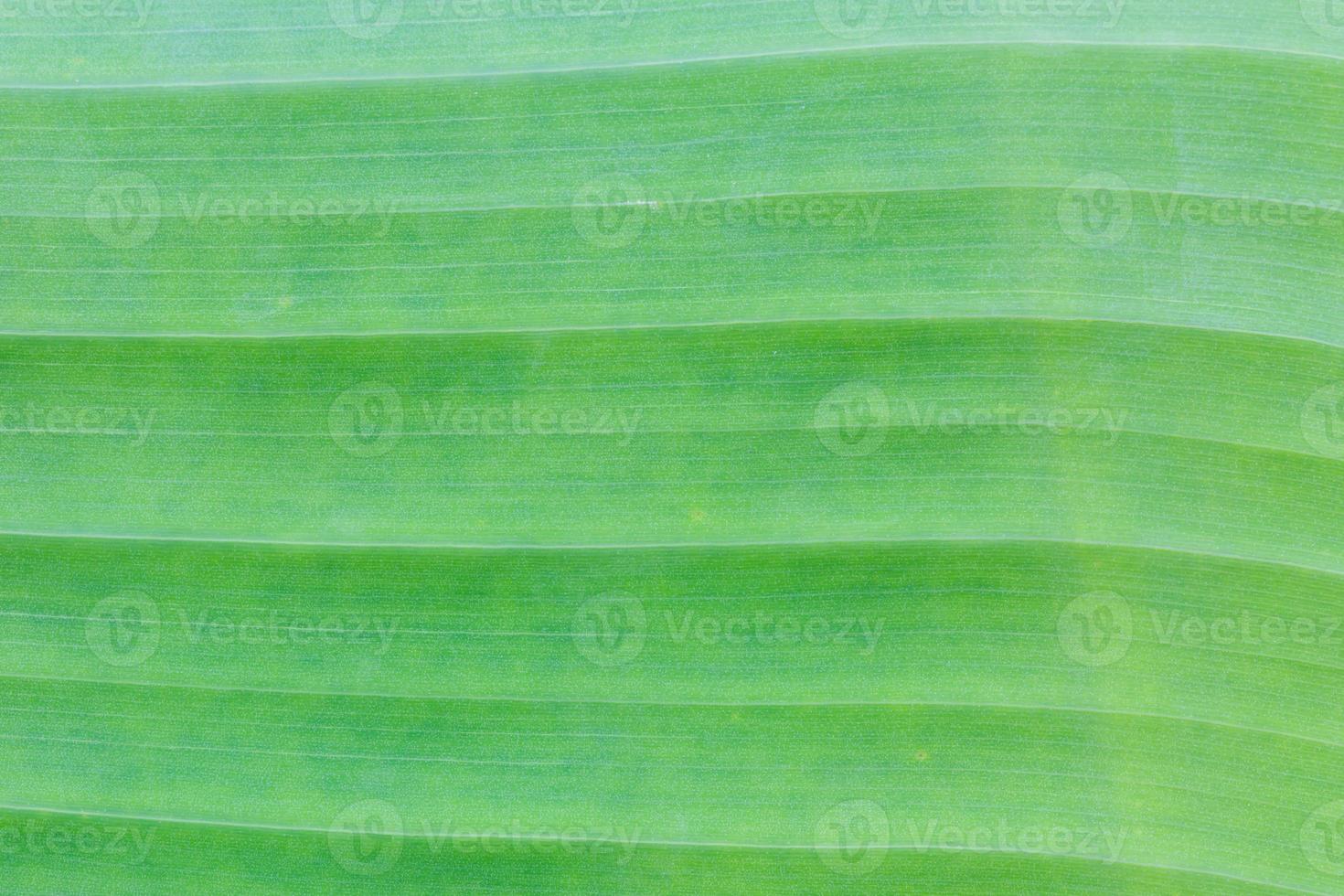 Green banana leaf background abstract photo