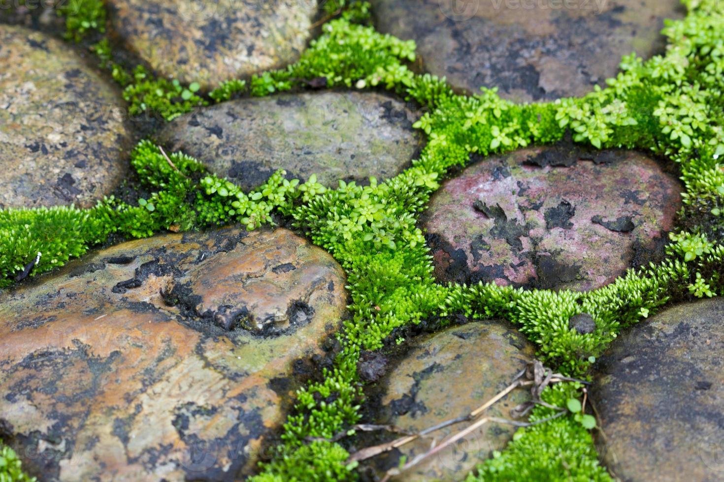 Moss trying to grow inbetween cobbled pavement in thailand photo