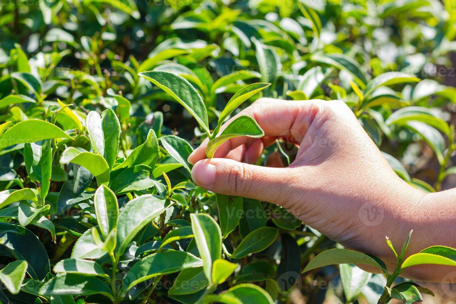 mano de mujer arrancando hojas de té verde fresco. foto