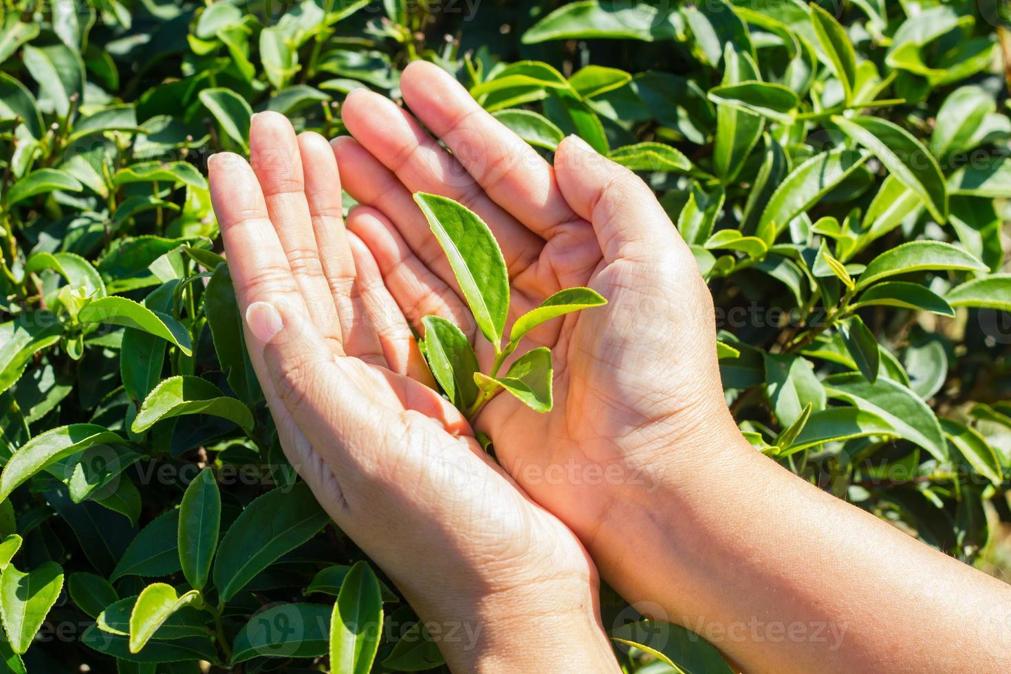 hojas de té fresco en manos sobre arbusto de té en plantación foto