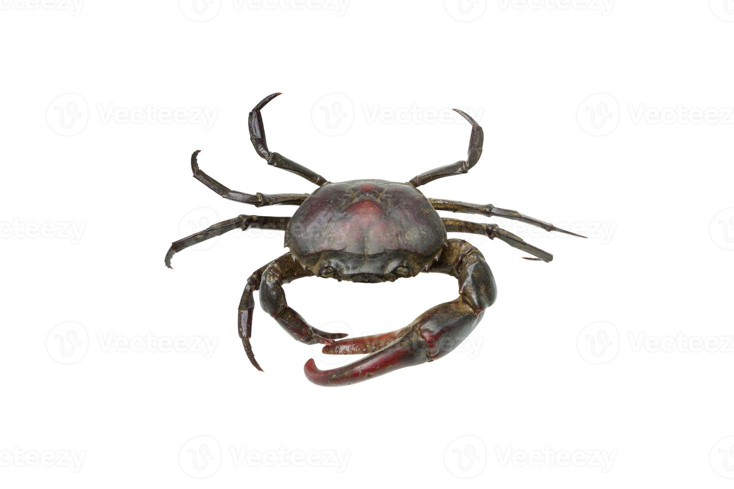 Crab isolated on white background photo