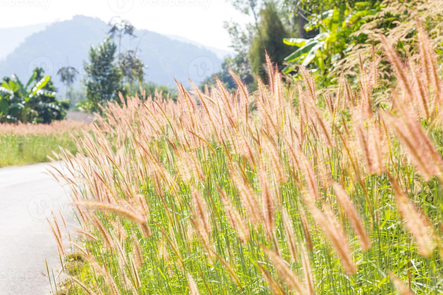 brown fountain grass cluster on the wayside photo