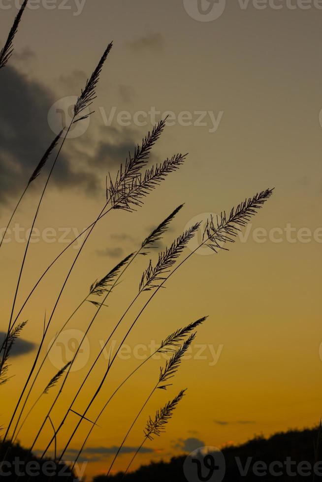 silhouette Fountain Grass flower against a sunset background photo