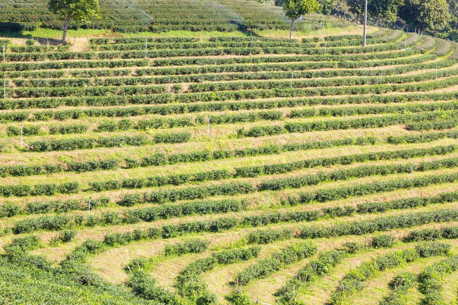 Hilera de árboles de té verde en la granja, gran angular foto