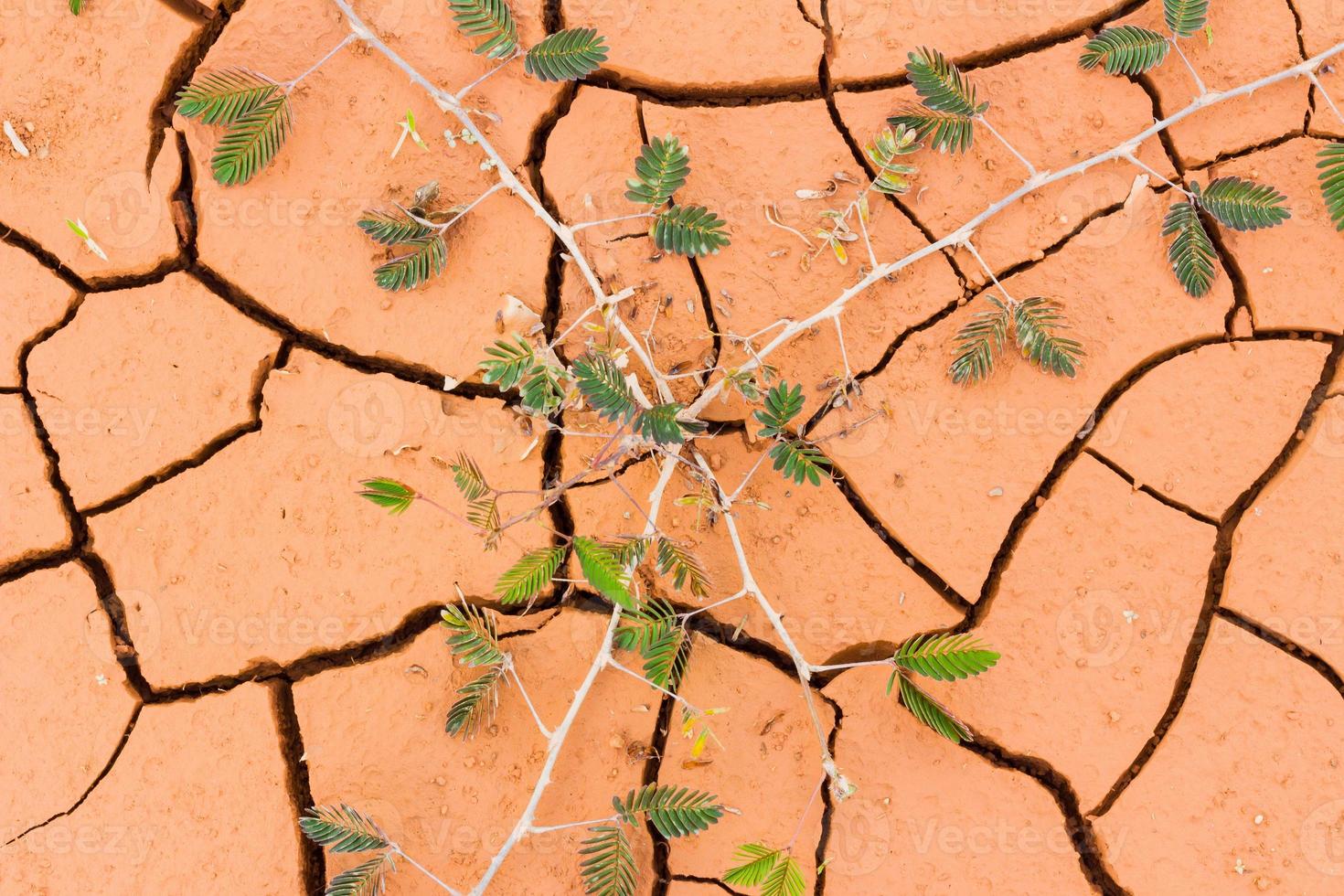 closeup background of cracked dry soil with mimosa plant photo