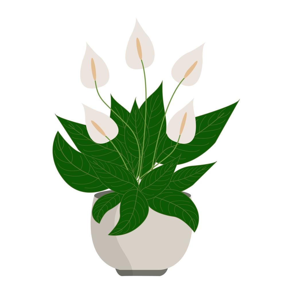 Peace lily or spathiphyllum. Home plant in pot vector