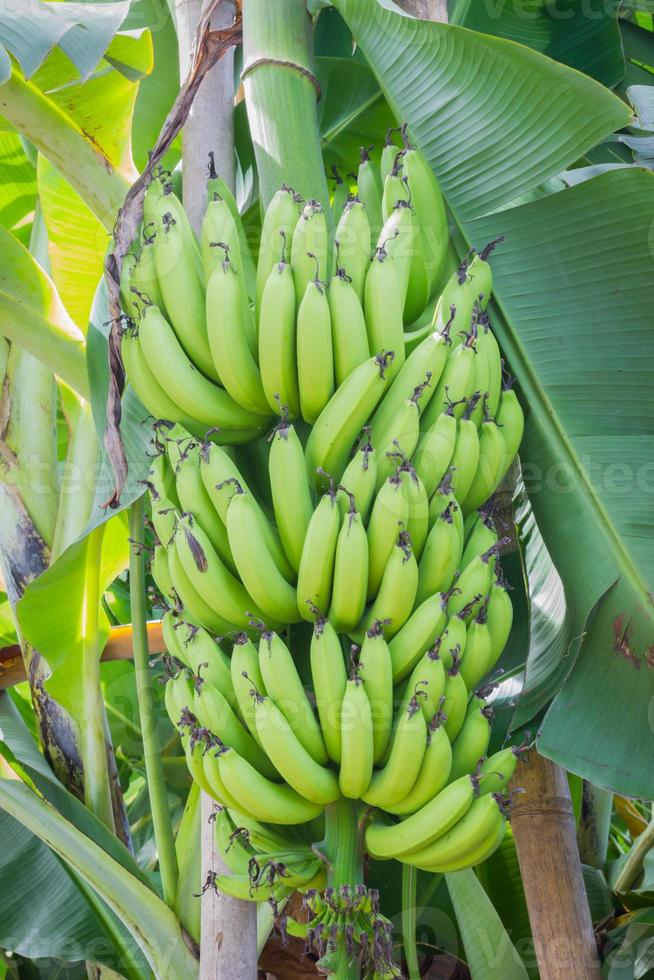 Foto vertical de racimo de plátanos verdes en el árbol