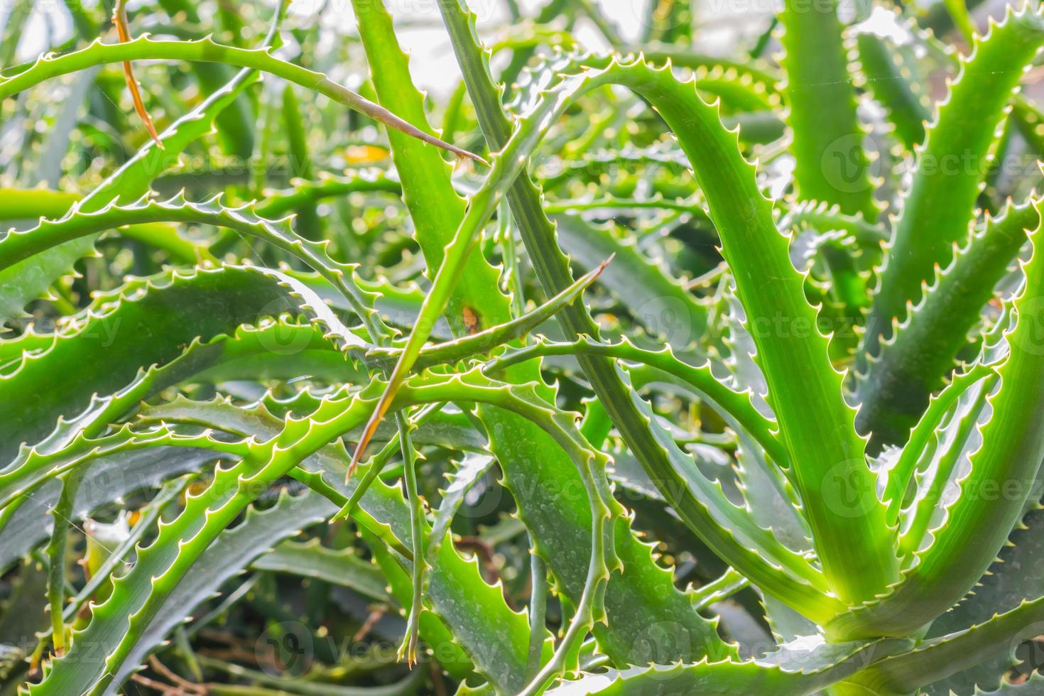 primer plano, salvaje, aloe vera, planta, en, el, jardín, planta, plano de fondo foto