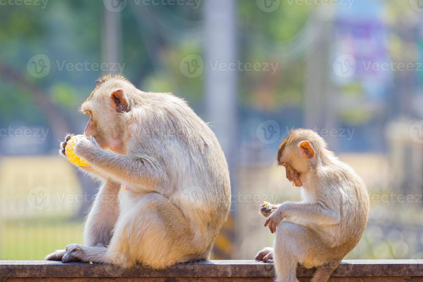 madre y bebé mono comiendo maíz fresco foto