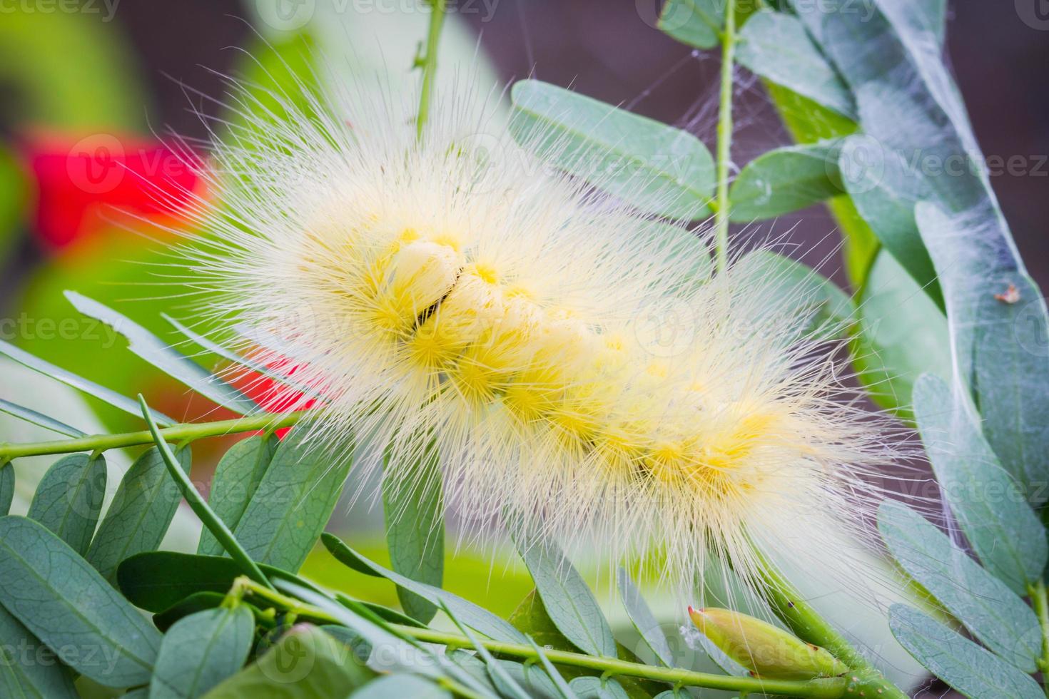 Oruga peluda de color amarillo brillante en hojas de tamarindo, enfoque suave. foto