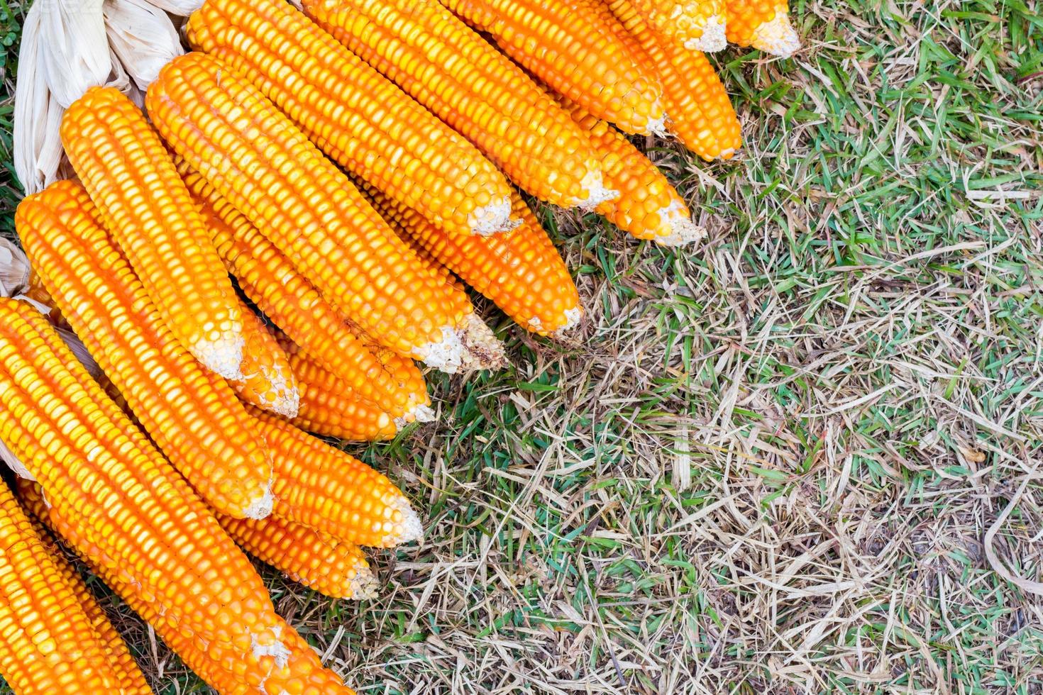 ear of corn photo