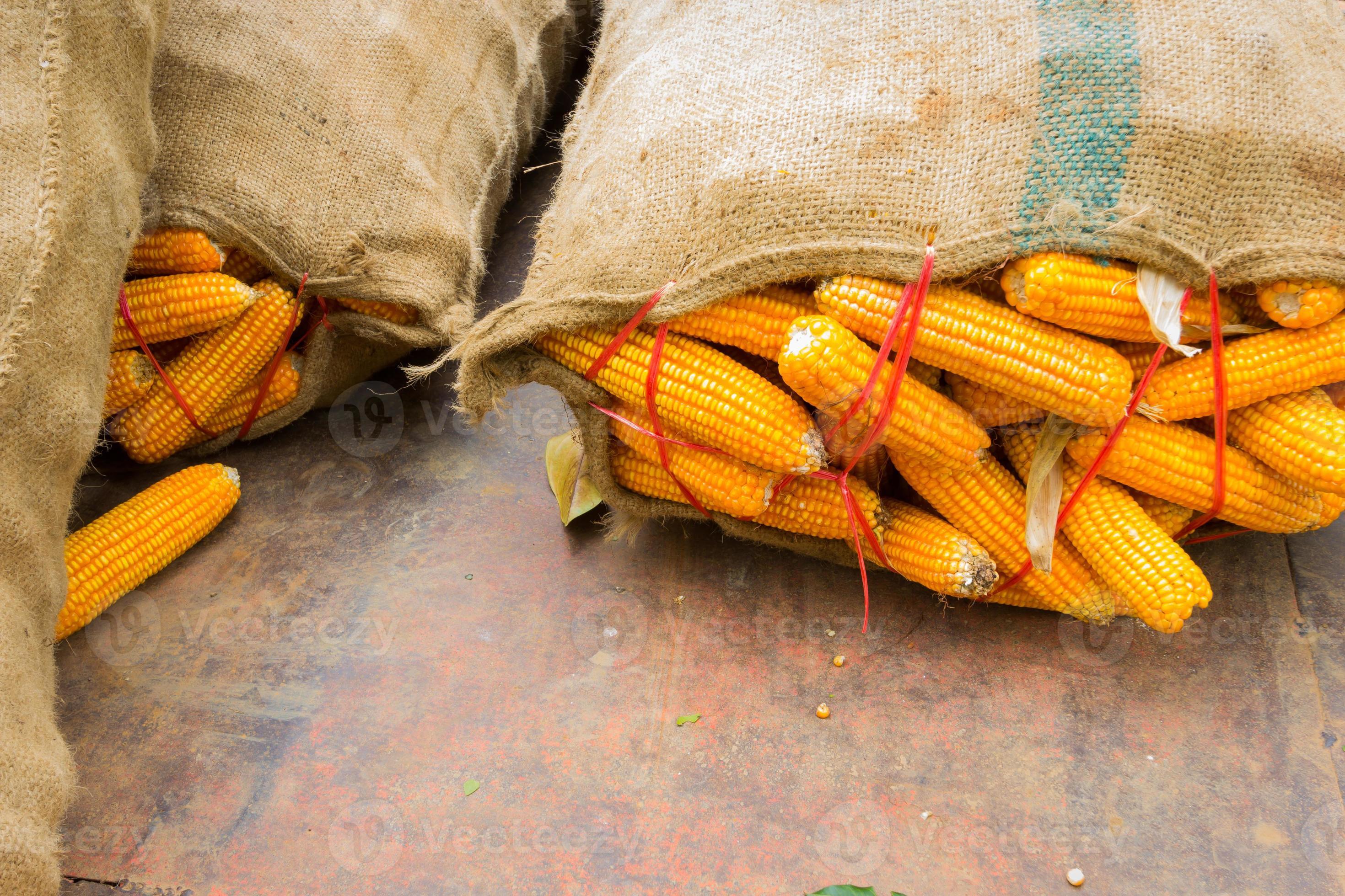 closeup dry yellow corns in big sack with copyspace 3088896 Stock Photo