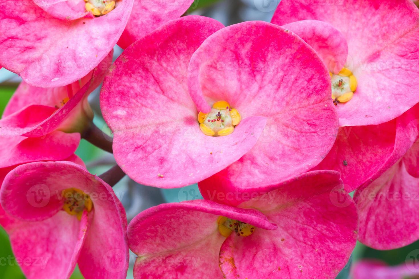 flor roja de euphorbia milii foto