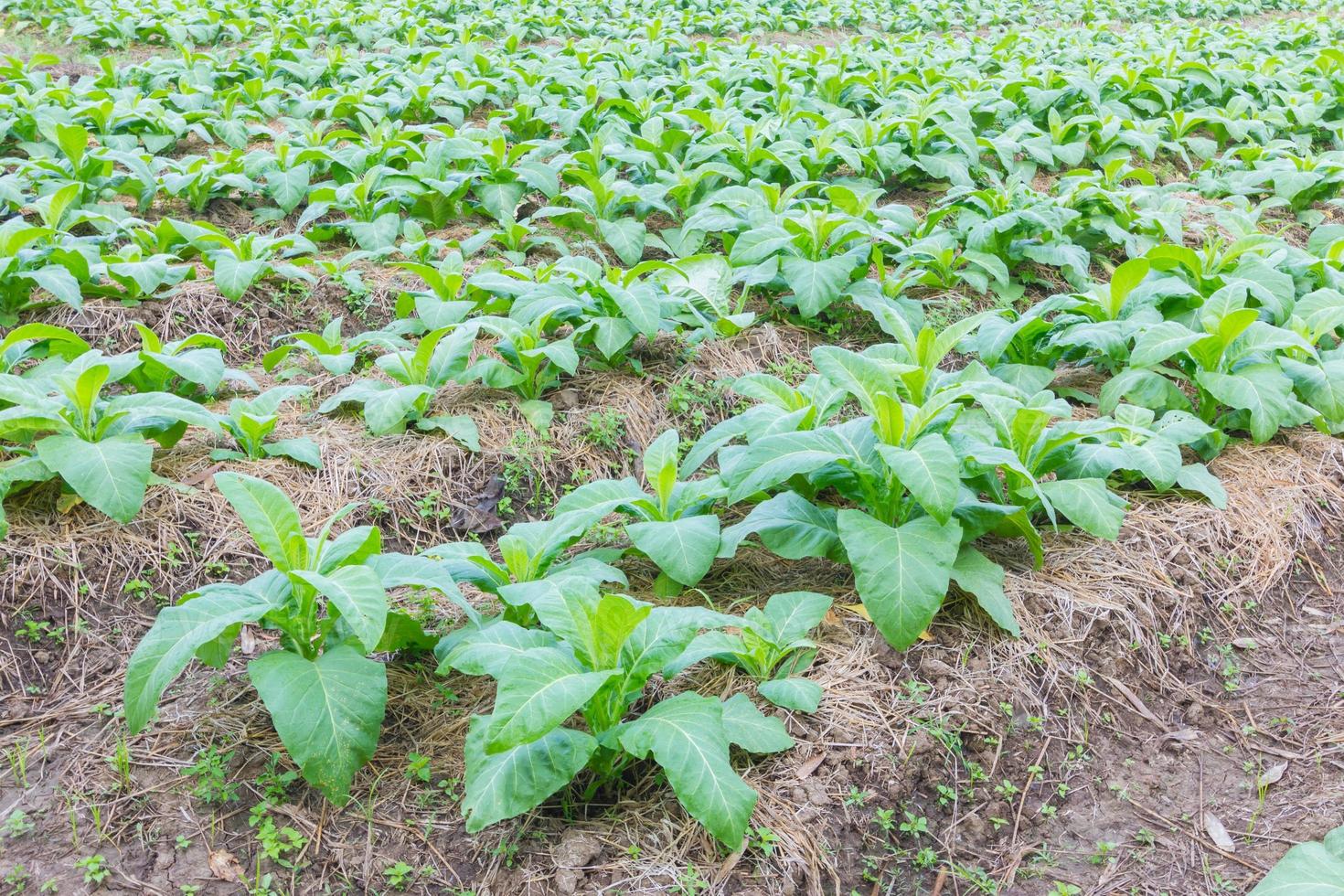 Tobacco farm in morning, thailand photo