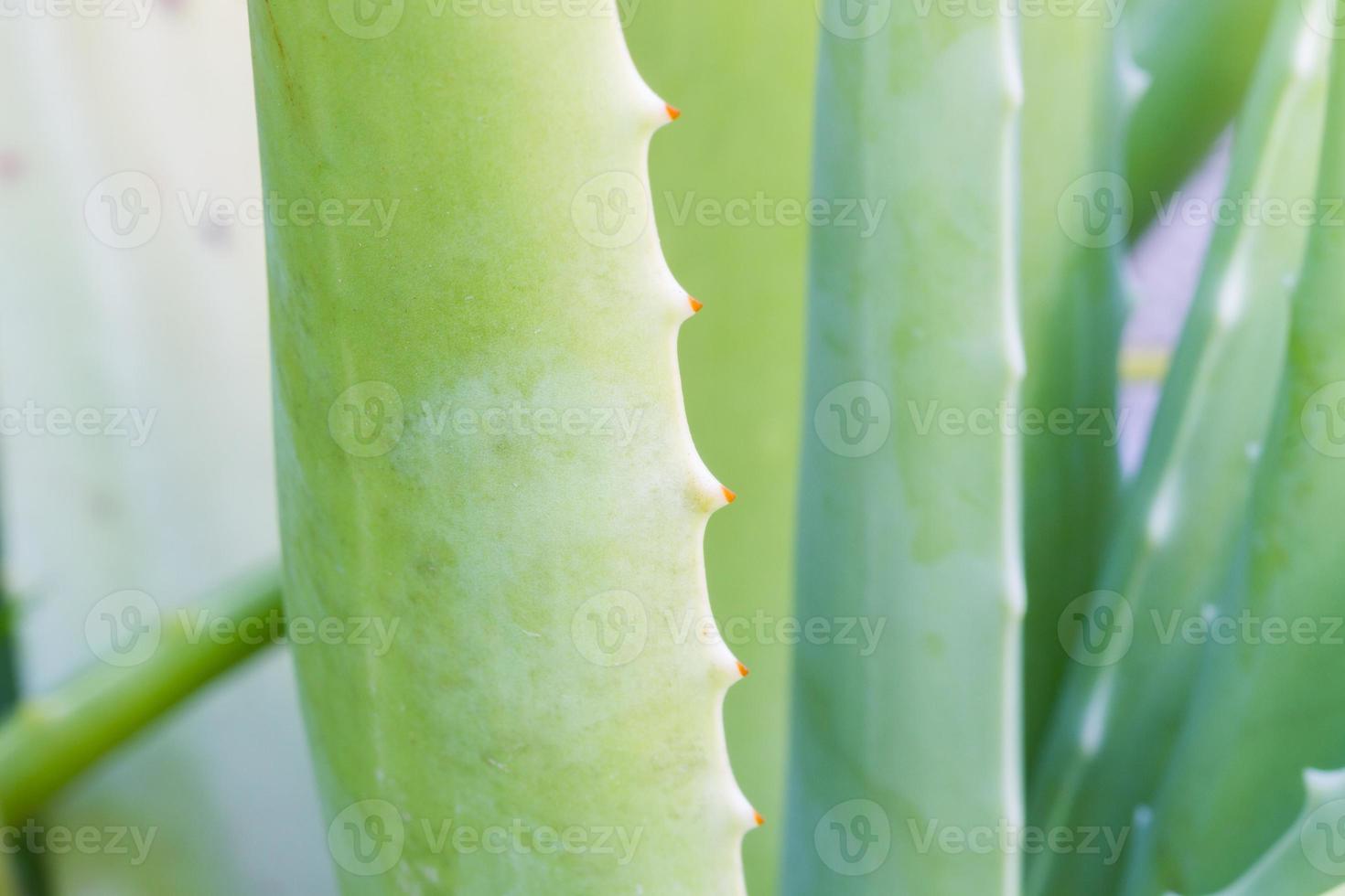 Aloe vera leaf close up photo