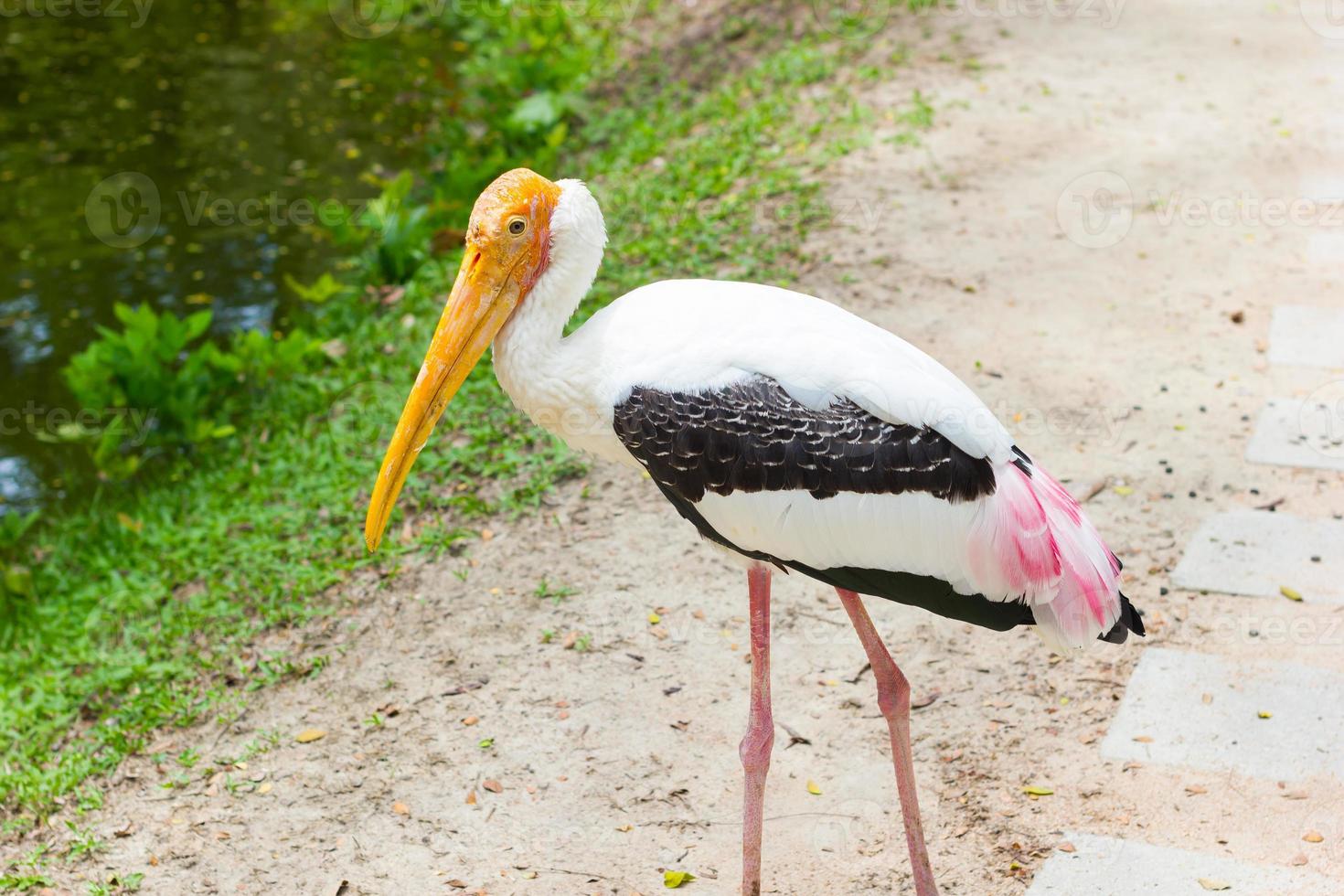 Painted stork walking on the street, Thailand photo