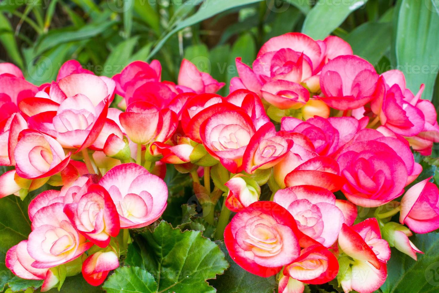 close-up pink begonia photo