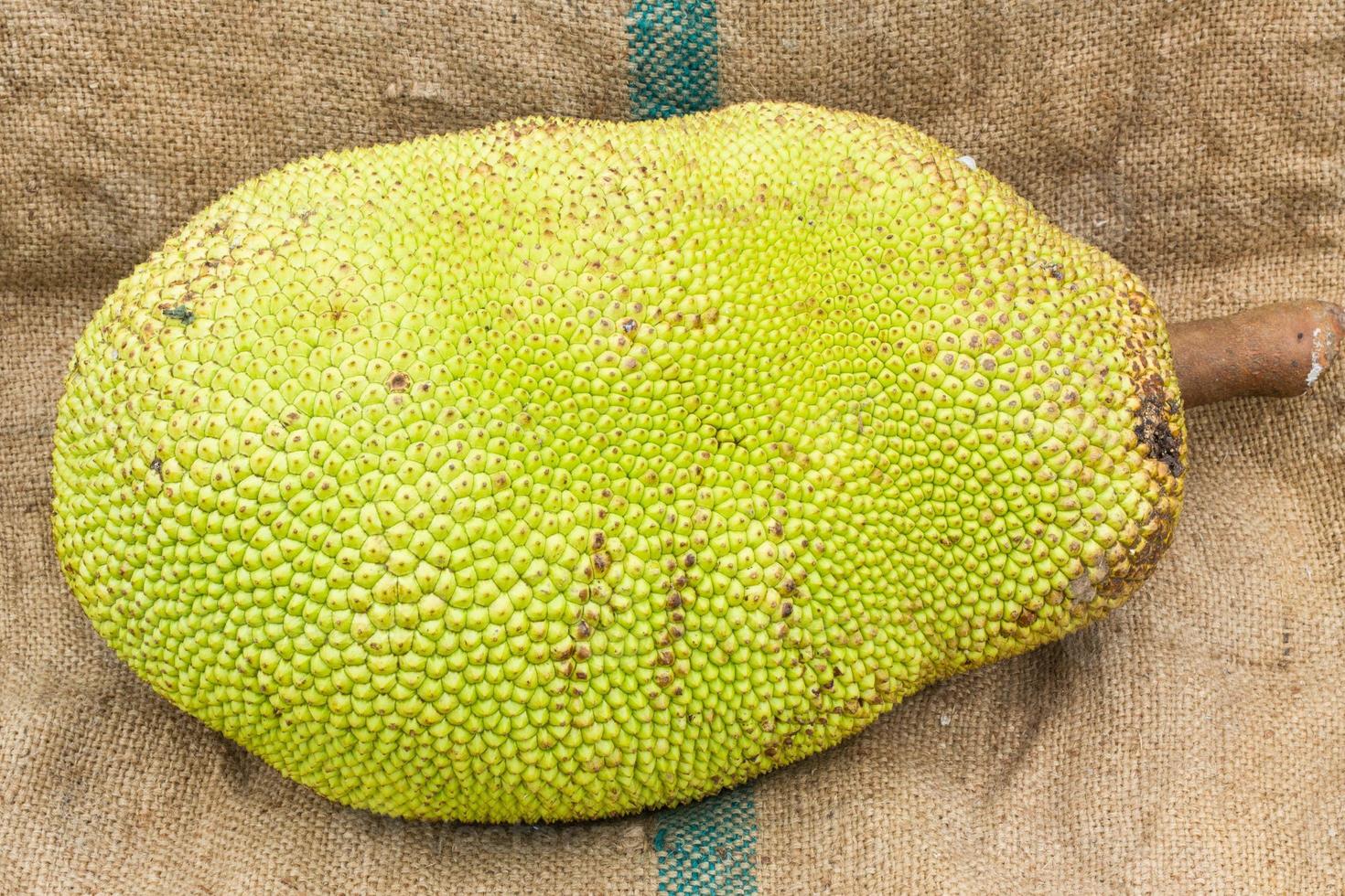 Young jackfruit on gunnysack photo