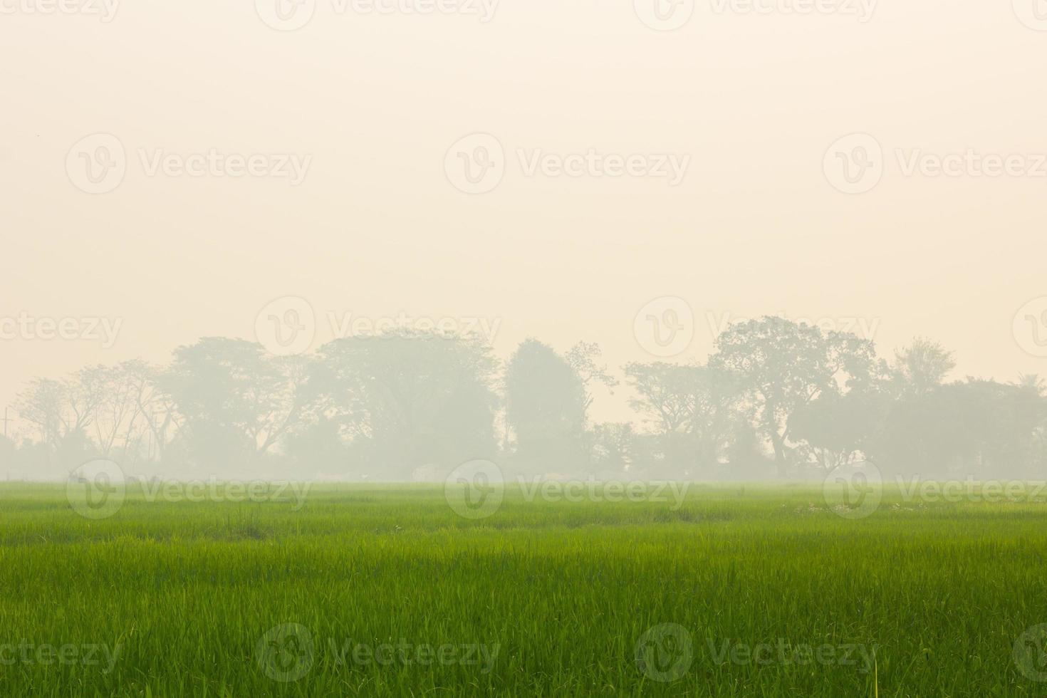 gren rice field with background of smoke photo