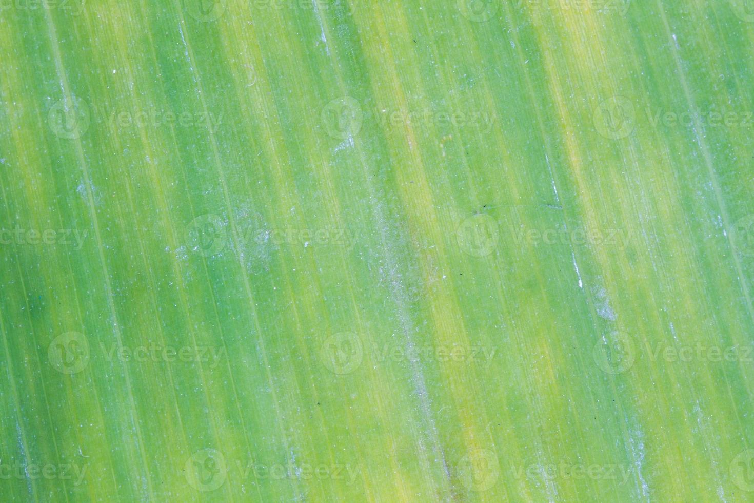 Banana leaf background with lines photo