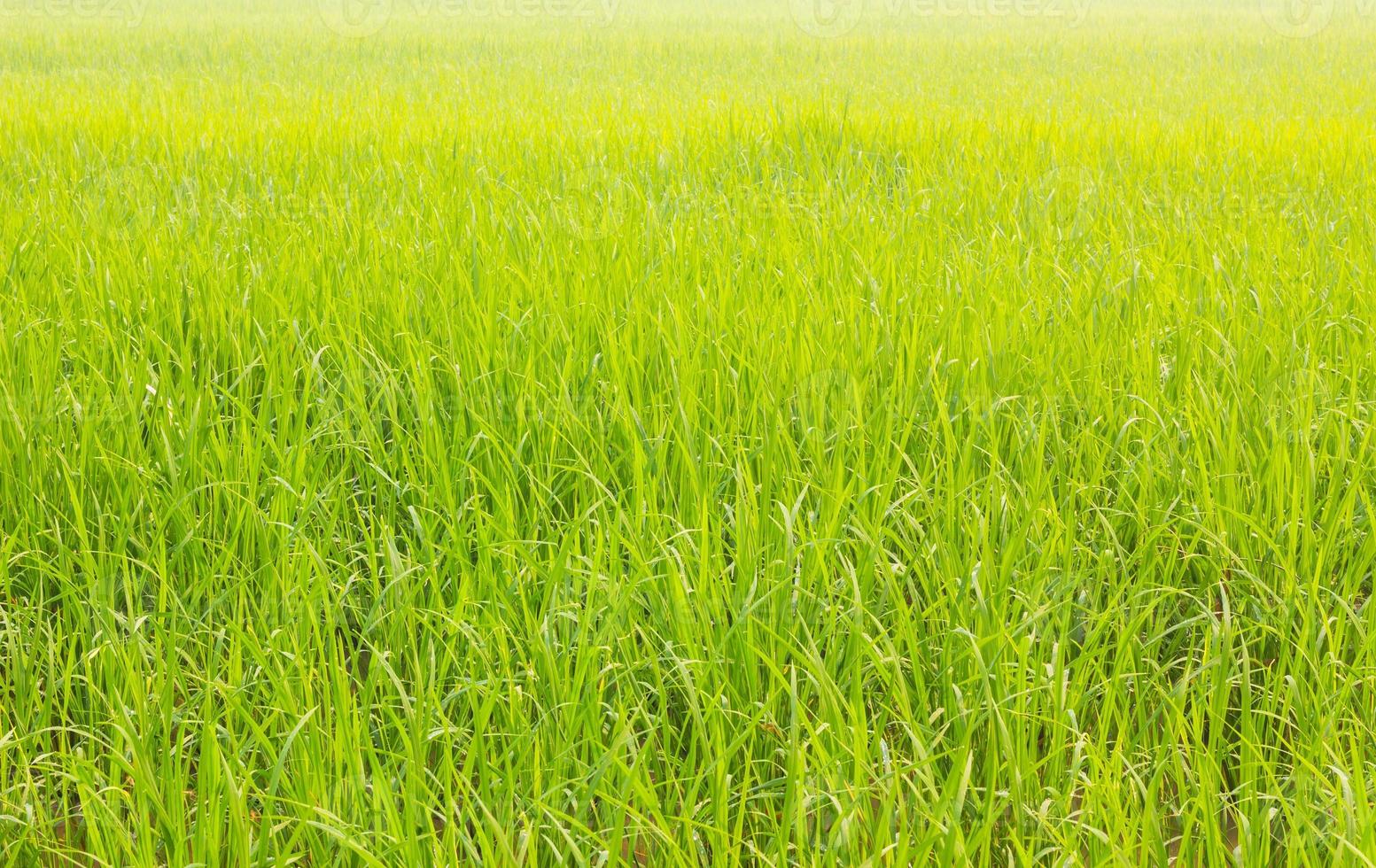 off-season fresh paddy field photo