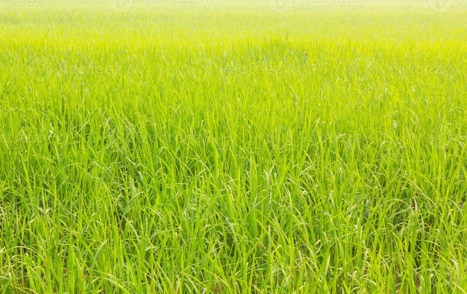 campo de arroz fresco fuera de temporada foto