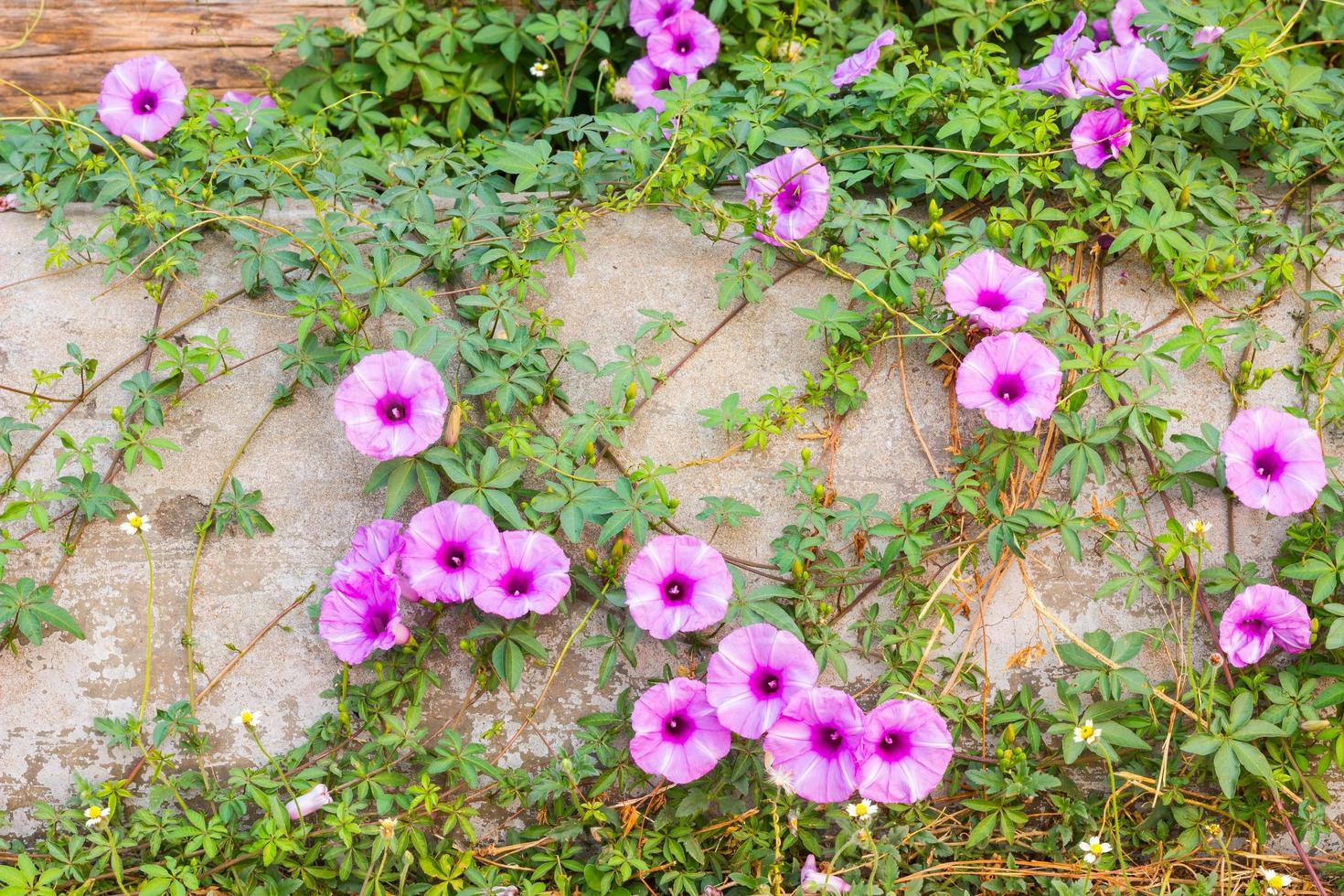 purple Ipomoea pes-caprae Sweet photo
