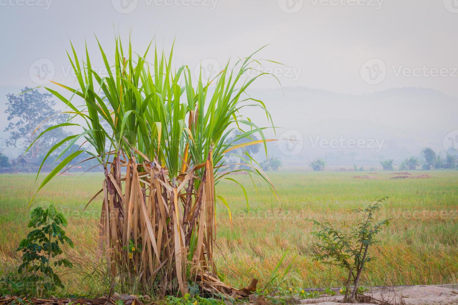 sugarcane plantation in the background of countryside with copyspace photo