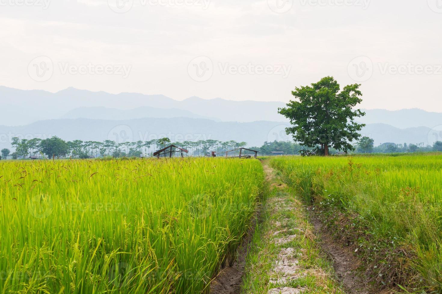 huellas de la rueda en el campo de arroz con un gran árbol en el fondo. foto