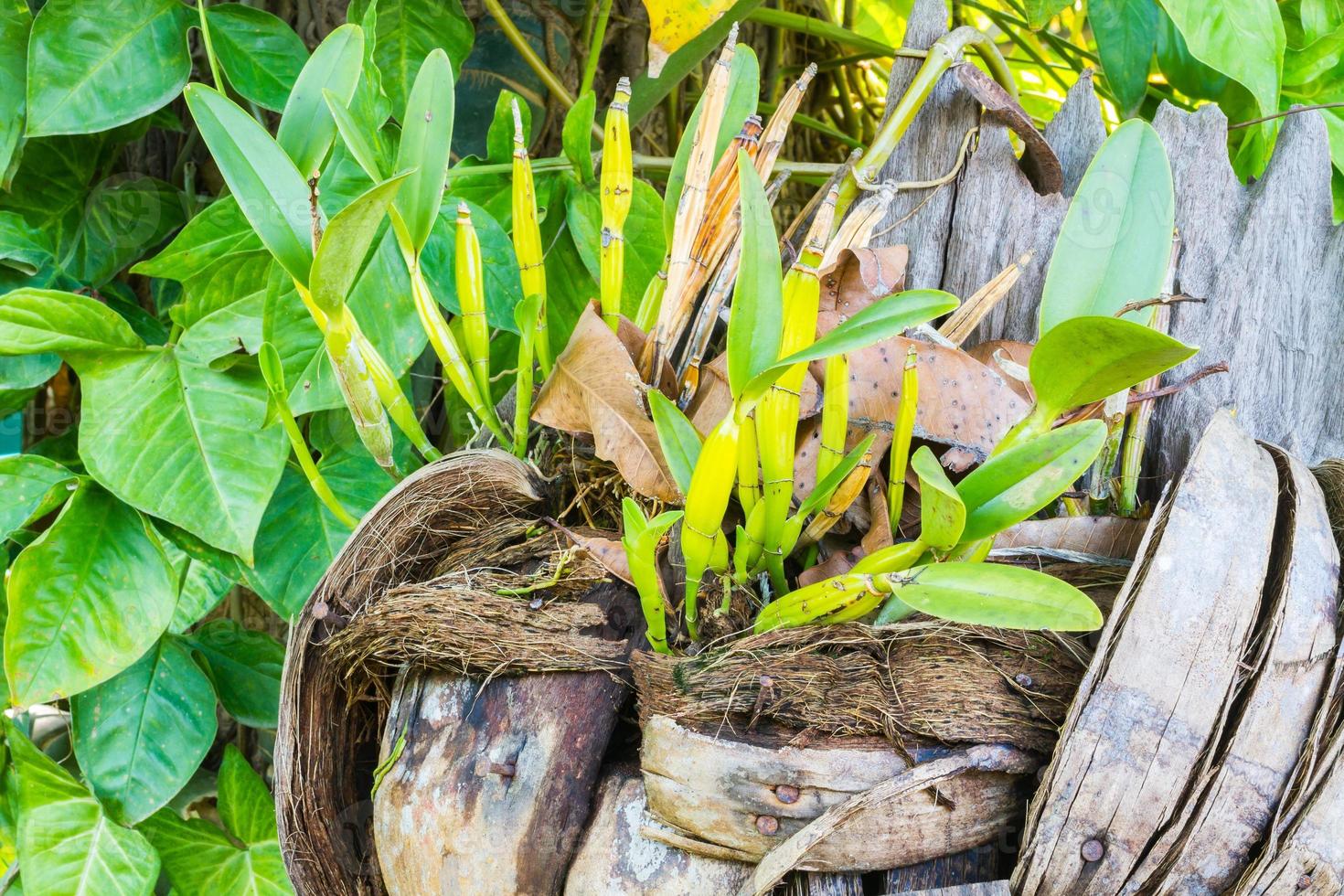 orchid plants in coir photo