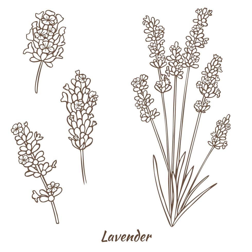 Top Lavender Plant Stock Vectors Illustrations  Clip Art  iStock  Lavender  plant isolated Lavender plant on white Lavender plant pot