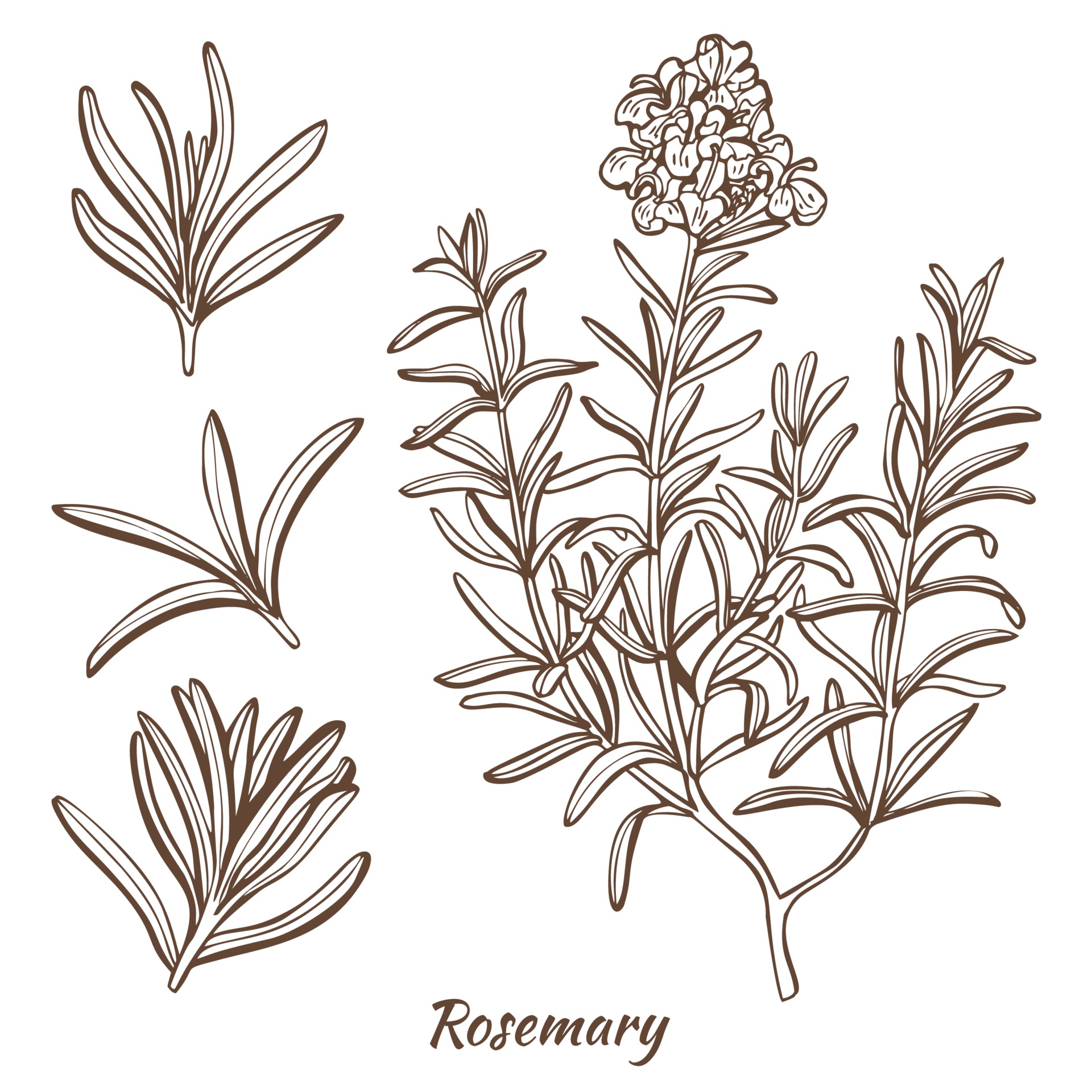 Rosemary Plant and Leaves in Hand Drawn Style 3090021 Vector Art at