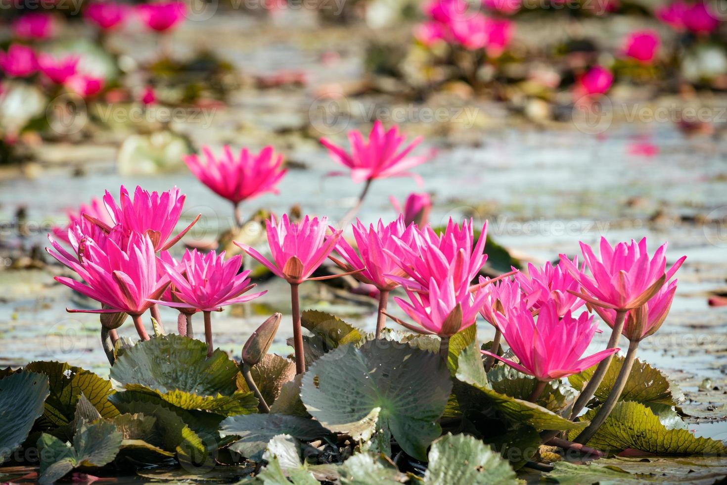 Red water lily in lake with selective focus technique photo