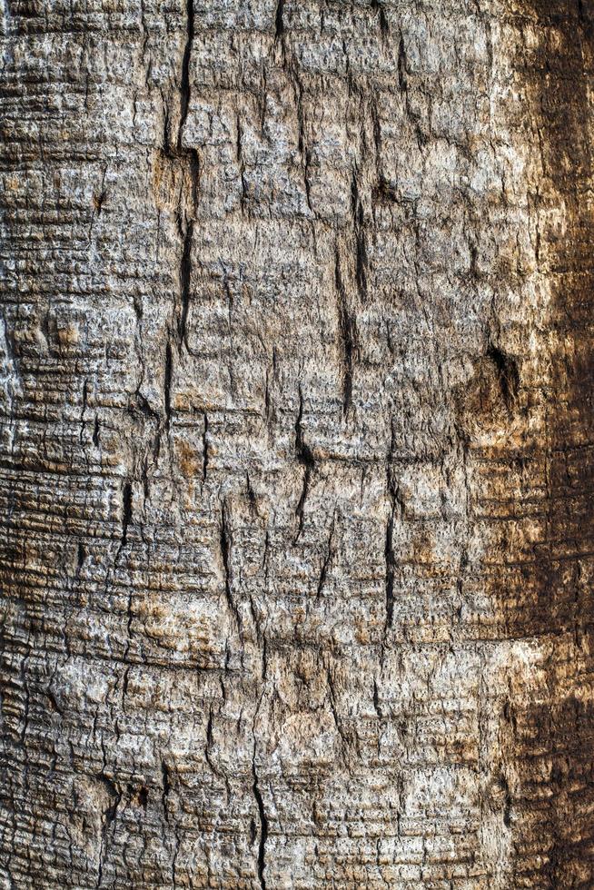 Natural Tree Wood Bark Trunk photo